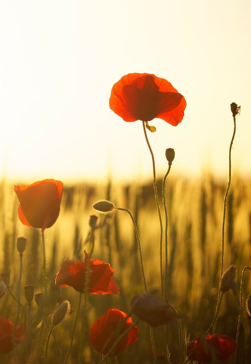 coquelicots